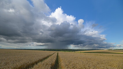An Exquisite and Dramatic Sky Over a Sprawling wheat Field Underneath the BlueSky © beholdereye