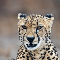 a portrait of a cheetah , close-up.