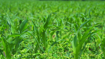 A Beautifully Lush Green Cornfield Captured in Bright Sunlight Under Clear Blue Skies