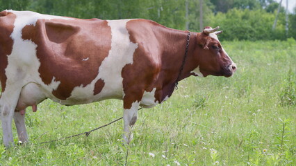 A grazing cow rests in a lush pasture, beautifully surrounded by vibrant nature