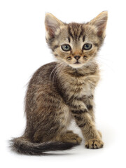 Cute striped kitten isolated on white background
