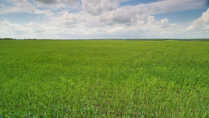 Vast and Expansive Green Fields Stretching Out Under a Bright Blue Velvet Sky Above Us