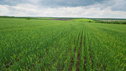 Obraz premium Expansive Green Crop Fields Stretching Out Beneath Overcast and Cloudy Skies Above Us