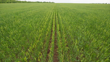 A beautiful Lush Green Crop Field where Plowed Rows create a vibrant agricultural landscape