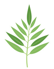 Fototapeta premium Green branch with multiple pointed leaves on white background