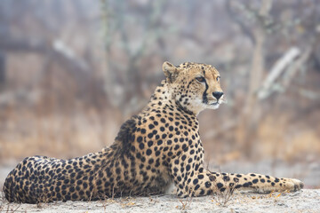 a female cheetah relaxing on a misty morning.