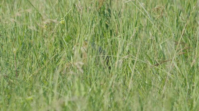 The European ground squirrel or Spermophilus citellus eats seeds in the natural habitat in the summer green field