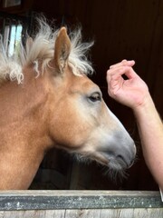 Curious Foal Reaching Toward Hand