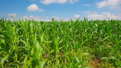 A Lively and Vibrant Cornfield Thriving and Flourishing Under a Bright and Clear Blue Sky Above