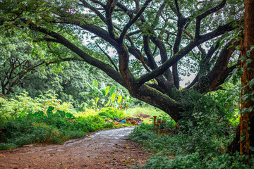 Close-up natural view of various trees growing along the roadside or on high mountains, teak trees, wild bananas, and ferns for the beauty of the ecosystem.