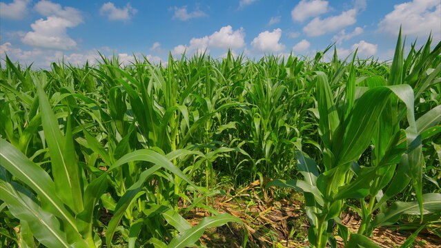 The vibrant cornfield thrives beautifully under a clear, bright blue sky, filled with warmth - Powered by Adobe