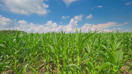 Obraz premium Lush Cornfield Under a Bright Blue Sky with Few Fluffy Clouds, a Peaceful Scene, Natures Beauty