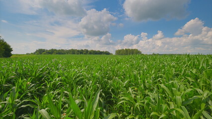 A Lush, Vibrant Green Cornfield under a Beautiful Blue Sky, Perfect for Agriculture