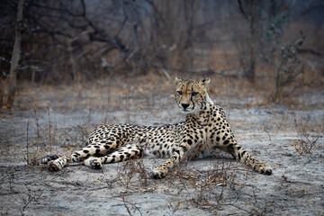 a female cheetah relaxing on a misty morning.