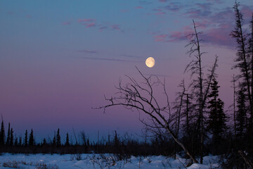 moon and trees