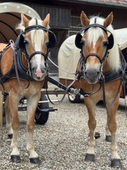 Two Harnessed Horses Ready for Carriage Ride
