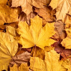 Pile of Vibrant Yellow Maple Leaves Creates a Rich Textured Fall Background
