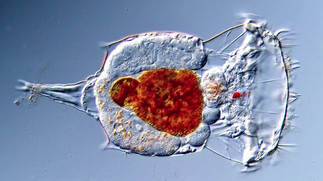 Ultra HD 4K Footage of Rotifera Swimming in Freshwater