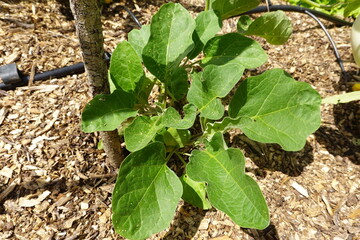 Eggplant growing in garden with wood chip mulch
