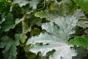 Powdery mildew affecting leaves of zucchini plant in garden