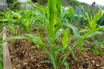 Young corn plants growing in raised garden bed with wood chips mulch