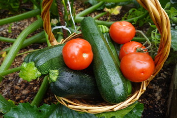 Freshly picked tomatoes and zucchinis resting in a wicker basket in the garden