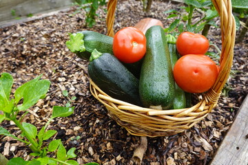 Freshly picked tomatoes and zucchinis resting in a wicker basket in the garden