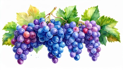 Fototapeta premium Watercolor Painting of Grapes with Purple Blue Hue and Green Leaves on a White Background