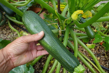 Farmer holding freshly picked zucchini in vegetable garden