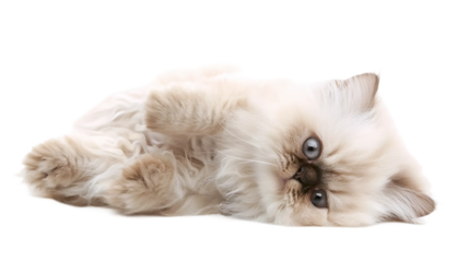 Persian Kitten Rolling Playfully