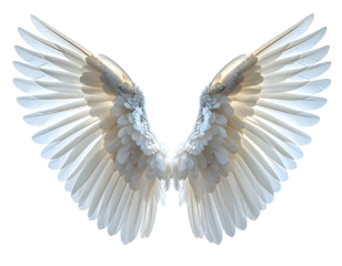 Pair of large, detailed white angel wings, spread wide against a black background.  Delicate feather structure, showing intricate detail and light reflecting off the surfaces