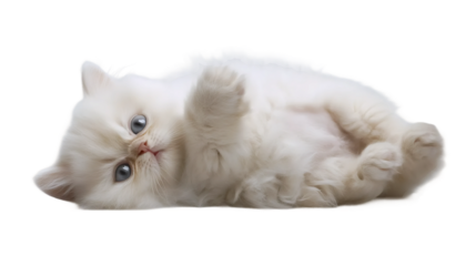 Fluffy Cat Rolling Back Pose