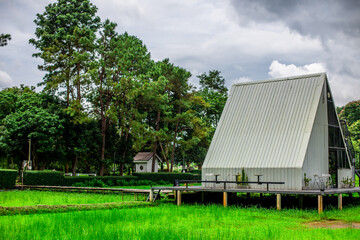 Close-up of natural atmosphere background with various trees growing along the edge of the mountain, bananas, moss ferns along the natural waterfall and cool breeze blowing through.