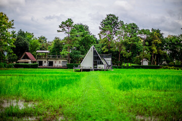 Obraz premium Close-up of natural atmosphere background with various trees growing along the edge of the mountain, bananas, moss ferns along the natural waterfall and cool breeze blowing through.