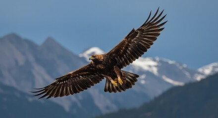Fototapeta premium Majestic golden eagle soars gracefully against a backdrop of snow-capped mountains and clear blue sky, embodying freedom and wild beauty.