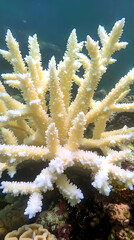 Pale Yellow Branching Coral Underwater
