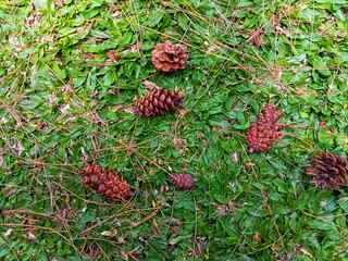 Brown pine cones on fresh green grass with scattered dry pine needles.