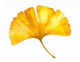 Fototapeta premium Close Up of a Single Golden Yellow Ginkgo Leaf Veins Detailed on White Background