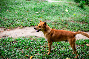 Naklejka premium natural backdrop with large mountains surrounding it,a clear sky with clouds flowing through, cool breeze blowing through the viewpoints at famous tourist attractions.An adventure during the journey.