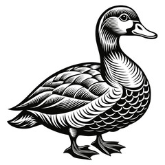Monochromatic Duck Illustration Detailed Woodcut Style Wildfowl Waterfowl Bird Profile Ornate Line Art Striking Visual