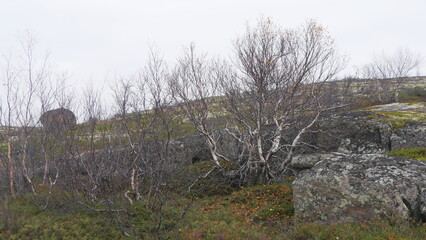 A typical landscape of the polar tundra on a rainy, cloudy day in late autumn.