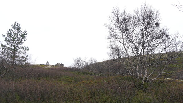 A typical landscape of the polar tundra on a rainy, cloudy day in late autumn.