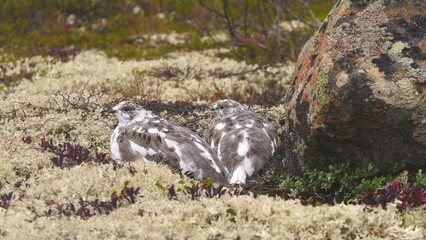 Tundra ptarmigans on polar forest on cloudy autumn day.