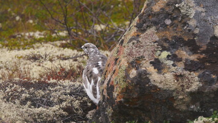 Tundra ptarmigans on polar forest on cloudy autumn day.