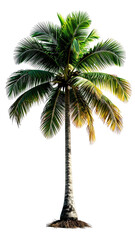 Obraz premium Isolated palm tree against a black background. Vibrant green and yellow leaves radiate from a tall, light beige trunk. Tropical, lush foliage