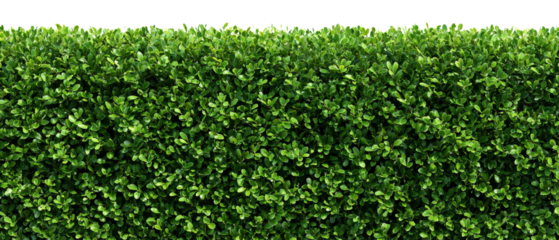 Lush green hedge perfectly isolated, presenting a vibrant wall of neatly trimmed foliage against a