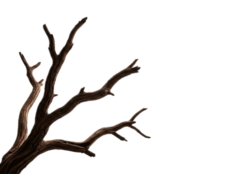 Ancient, gnarled sepia brown tree branches with textured bark, stripped of leaves, emerge from lower left against a transparent background with copy space, profound still life of nature's resilience