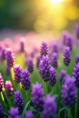 Obraz premium Sea of purple flowers, sunny meadow, close-up, detail, scenery