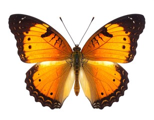 Close-up of an orange butterfly