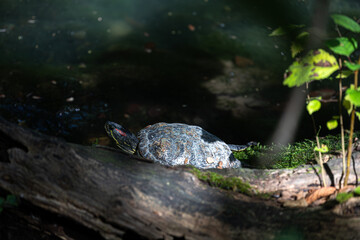 A wild turtle resting in the water, illuminated by a sunbeam. The chiaroscuro effect creates a mysterious and beautiful mood.